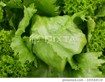 Iceberg green lettuce farm fresh leaves bio curly Lactuca sativa capitata detail ice harvest leaf farmer freshly growth bio harvesting vegetable spring stalk thick farmer farming grows Lollo Rosso 103584519
