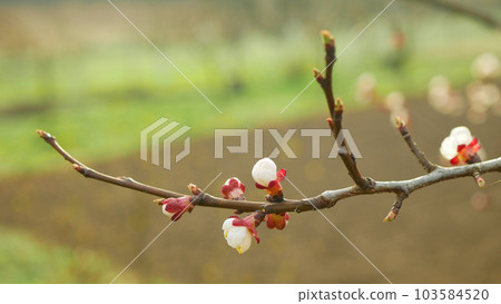 Blossom apricot flower fruit tree growing bloom bud white red branch orchards garden spring trees Prunus armeniaca leaves leaf close-up detail macro buds, blossoming farm flowering springtime 103584520
