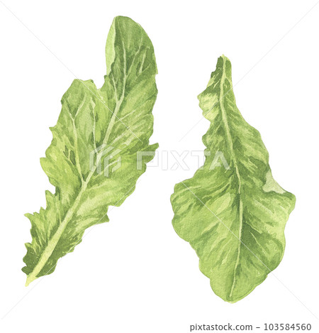 Watercolor green salad illustration. Hand drawn lettuce illustration isolated on white 103584560
