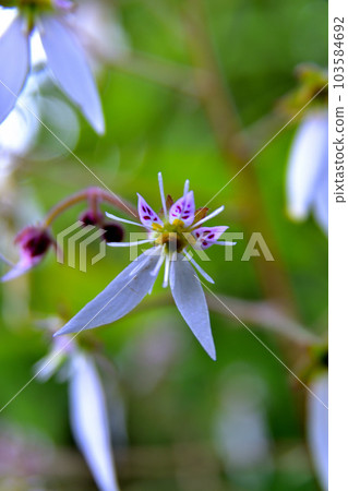 虎耳草 虎耳草 103584692