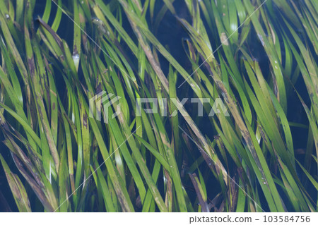 Zostera field in Tokyo Bay (Yokosuka City, Kanagawa Prefecture) 103584756