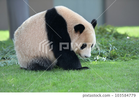 放鬆的陽光海灘 103584779