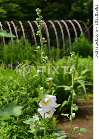 Summer flower: Hollyhock It has a stem that extends vertically, and the flowers are spiked and bloom one after another from the bottom. Summer flower: Hollyhock It has a stem that extends vertically, and the flowers are spiked and bloom one after another from the bottom. 103585963