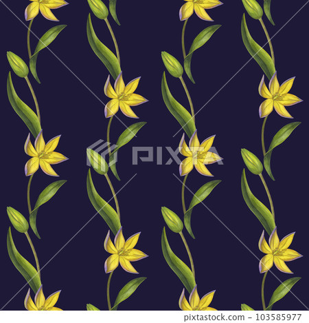 Seamless pattern yellow Bieberstein tulip. Lily. Early blooming. Spring flower. Hand-drawn watercolor illustration on black background. For textile, print, wrapping 103585977