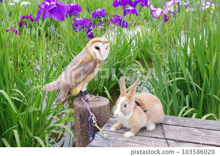 owl and irises owl and irises 103586020