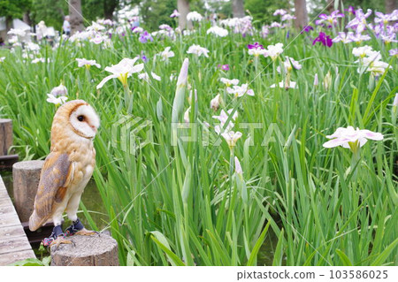 貓頭鷹和鳶尾花 103586025