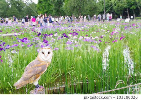 貓頭鷹和鳶尾花 103586026