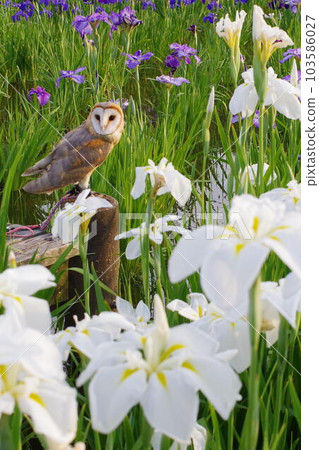 owl and irises owl and irises 103586027