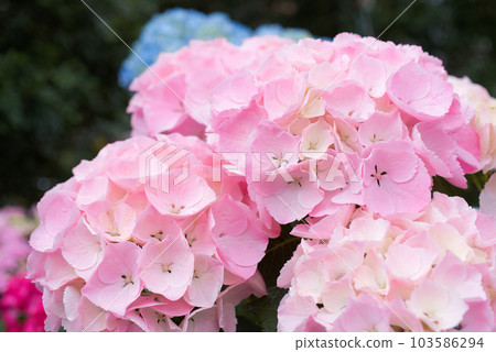 Hydrangea blooming beautifully Hydrangea blooming beautifully 103586294