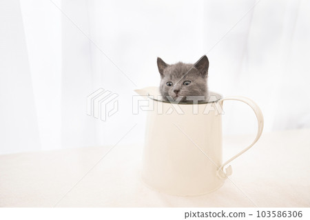 Chartreux 小貓在罐子裡 103586306