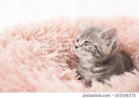 躺在床上的蘇格蘭折耳貓小貓 103586375