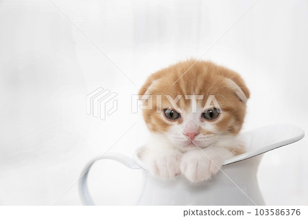 蘇格蘭折耳貓小貓在罐子裡 蘇格蘭折耳貓小貓在罐子裡 103586376