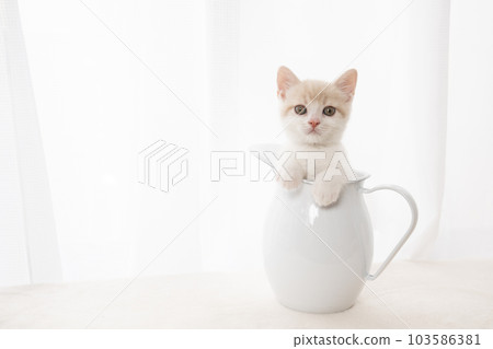 蘇格蘭折耳貓小貓在罐子裡 蘇格蘭折耳貓小貓在罐子裡 103586381