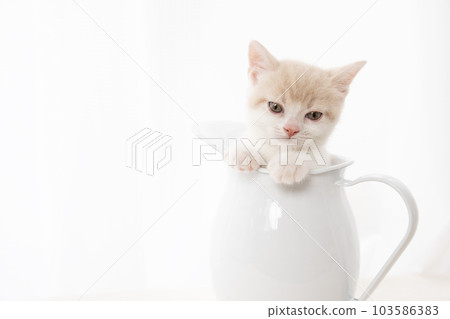 Scottish fold kitten in a jug Scottish fold kitten in a jug 103586383