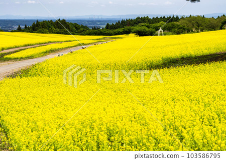 宮城縣上町初夏的藥井公園,山丘和油菜花田 宮城縣上町初夏的藥井公園,山丘和油菜花田 103586795