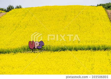 A park with a hill and a field of rapeseed flowers, Yakurai in early summer, Kami-cho, Miyagi Prefecture 103586801