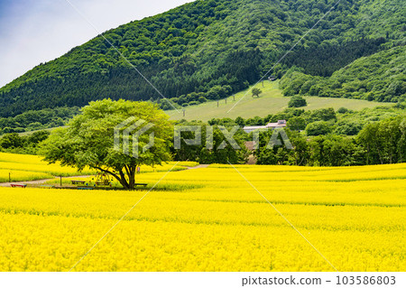 宮城縣上町初夏的藥井公園,山丘和油菜花田 宮城縣上町初夏的藥井公園,山丘和油菜花田 103586803