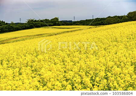 宮城縣上町初夏的藥井公園,山丘和油菜花田 宮城縣上町初夏的藥井公園,山丘和油菜花田 103586804