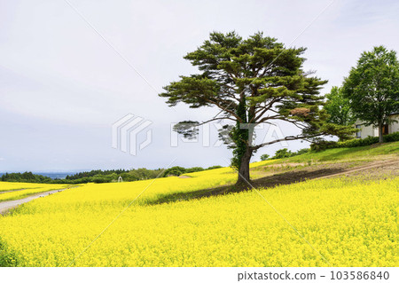 宮城縣上町初夏的藥井公園，山丘和油菜花田 103586840