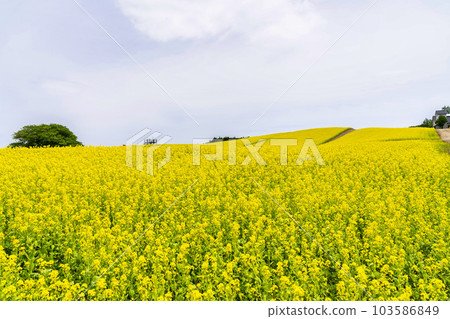 A park with a hill and a field of rapeseed flowers, Yakurai in early summer, Kami-cho, Miyagi Prefecture 103586849
