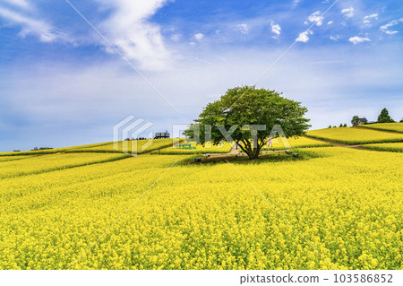 宮城縣上町初夏的藥井公園，山丘和油菜花田 103586852