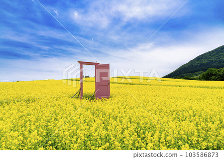 A park with a hill and a field of rapeseed flowers Pink door Yakurai in early summer Kami-cho, Miyagi 103586873