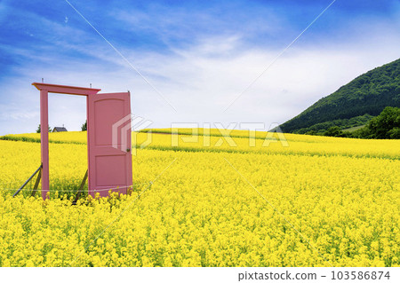 有小山和油菜花田的公園 初夏的粉紅門藥井 宮城縣上町 103586874
