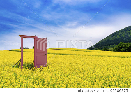 A park with a hill and a field of rapeseed flowers Pink door Yakurai in early summer Kami-cho, Miyagi 103586875