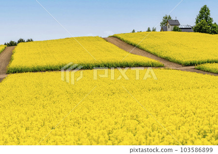 A park with a hill and a field of rapeseed flowers, Yakurai in early summer, Kami-cho, Miyagi Prefecture 103586899
