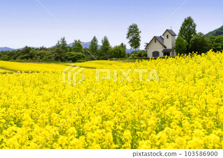 A park with a hill and a field of rapeseed flowers, Yakurai in early summer, Kami-cho, Miyagi Prefecture 103586900