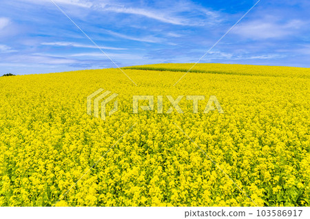 宮城縣上町初夏的藥井公園,山丘和油菜花田 宮城縣上町初夏的藥井公園,山丘和油菜花田 103586917
