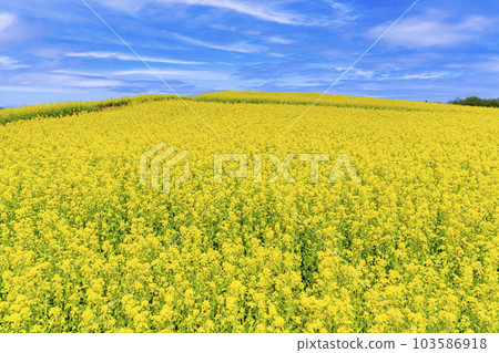 A park with a hill and a field of rapeseed flowers, Yakurai in early summer, Kami-cho, Miyagi Prefecture 103586918