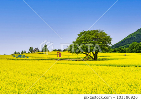 宮城縣上町初夏的藥井公園，山丘和油菜花田 103586926