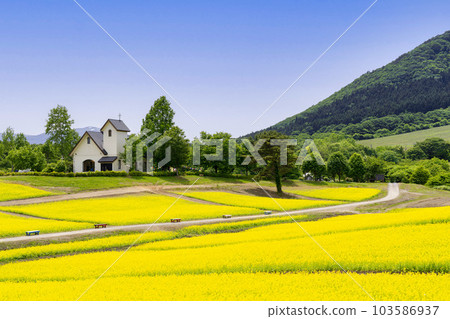 宮城縣上町初夏的藥井公園，山丘和油菜花田 103586937