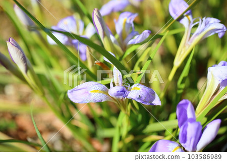 神崎鳶尾花 103586989
