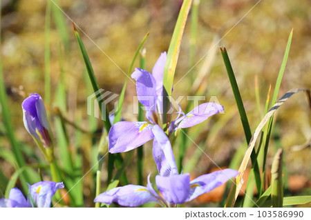 神崎鳶尾花 103586990