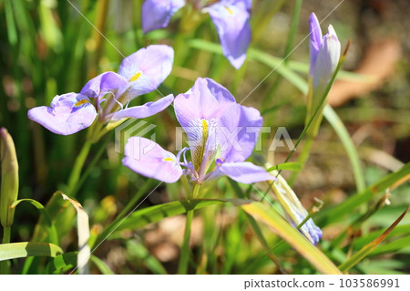 Kanzaki iris flowers 103586991