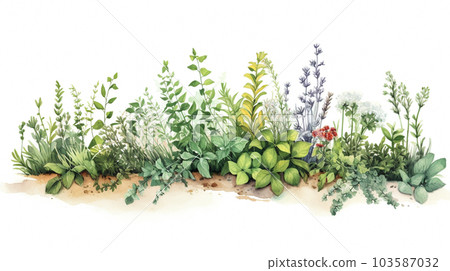 Herb garden watercolor sketch style illustration [white background] 103587032
