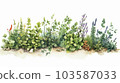Herb garden watercolor sketch style illustration [white background] 103587033