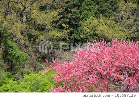 Cherry blossoms Cherry blossoms 103587129