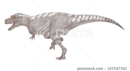 Albertosaurus Small and somewhat smart Tyrannosaurus 9 relatives 103587302