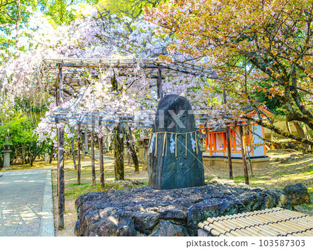 Weeping cherry tree at Gokonomiya Shrine, Kyoto Weeping cherry tree at Gokonomiya Shrine, Kyoto 103587303
