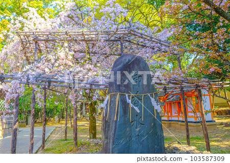 在 Gokonomiya 神社,京都的垂枝櫻花樹 在 Gokonomiya 神社,京都的垂枝櫻花樹 103587309