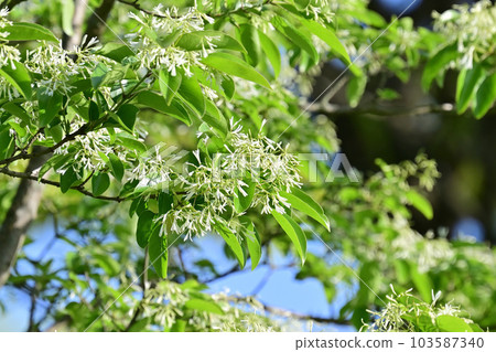 什麼是文字花 什麼是文字花 103587340