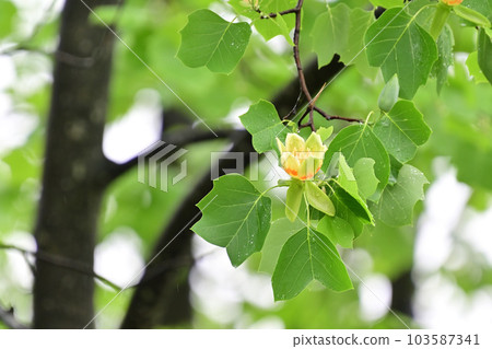 鵝掌楸 鵝掌楸 103587341