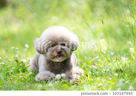 toy poodle toy poodle 103587895