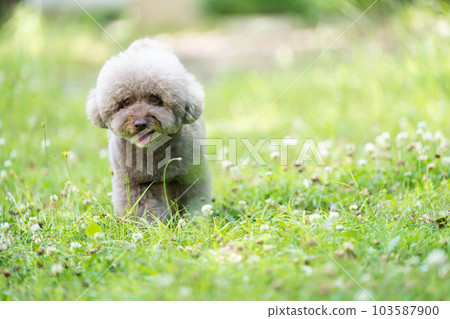 toy poodle  103587900