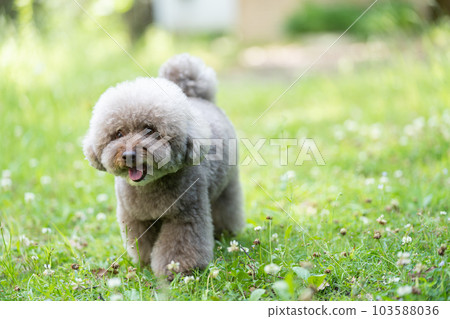 toy poodle  103588036