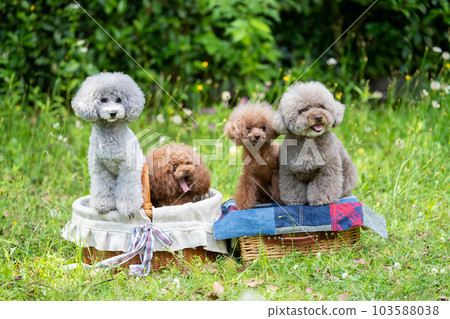 一套 4 只玩具貴賓犬 103588038