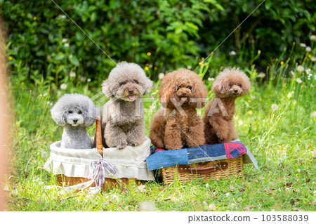 一套 4 只玩具貴賓犬 103588039